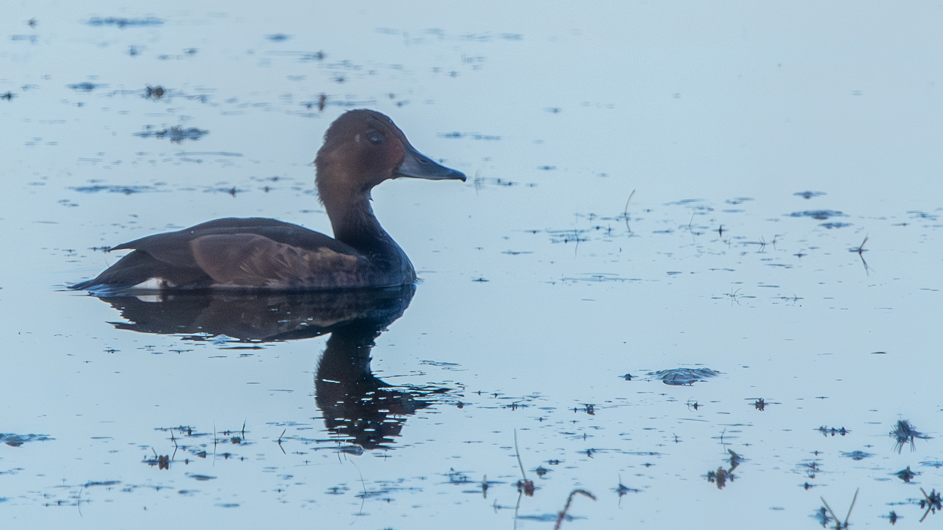 Ferruginous Duck